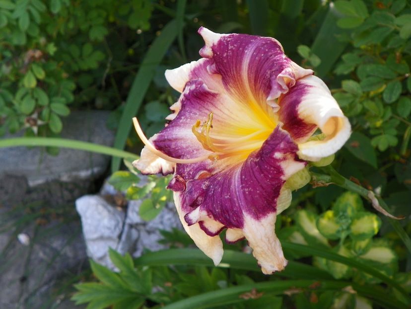Sabine Baur - Hemerocallis 2017