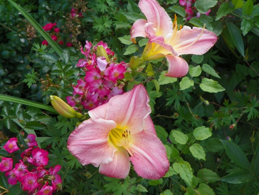 Sherry Fair - Hemerocallis 2017