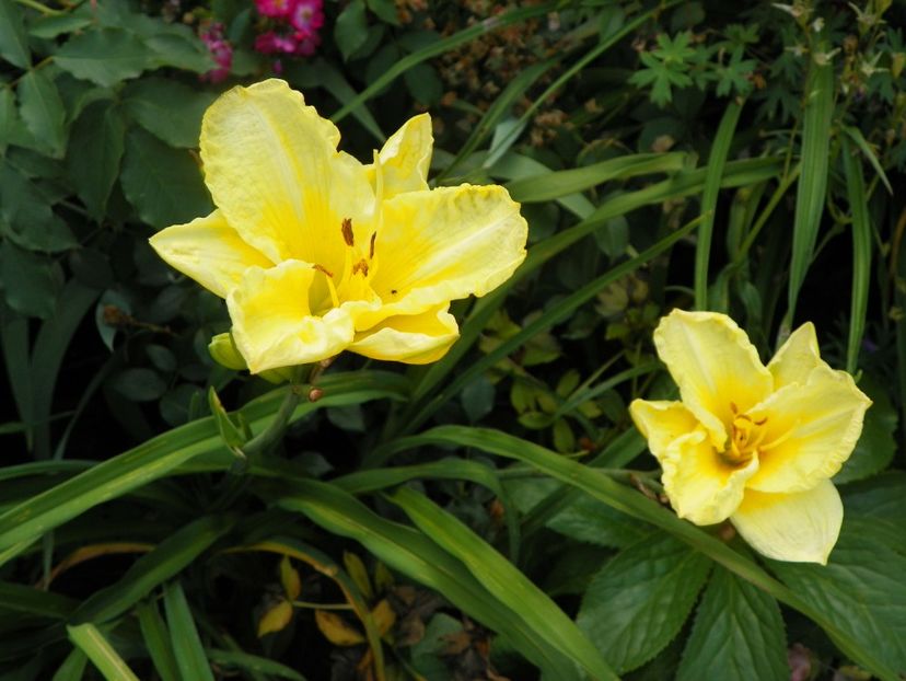Going Bananas - Hemerocallis 2017