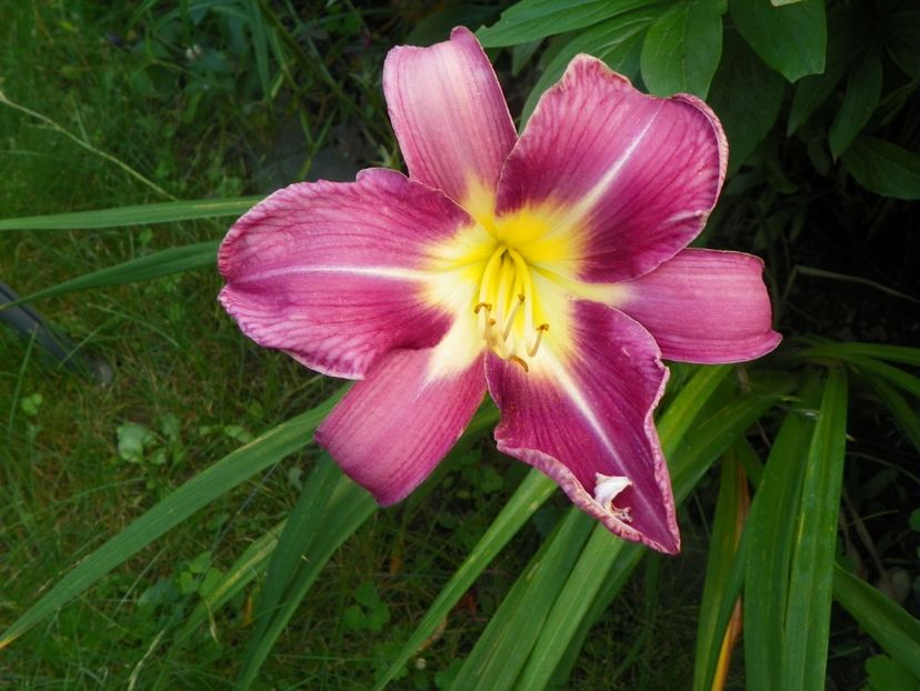 Lavender Deal - Hemerocallis 2017