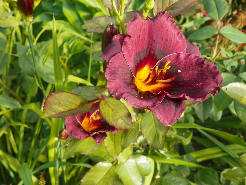 Vesuvian Blackout - Hemerocallis 2017
