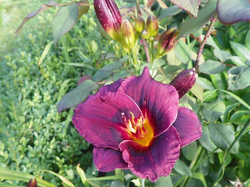 Vesuvian Blackout - Hemerocallis 2017