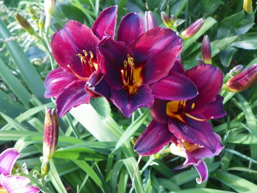 Starling - Hemerocallis 2017