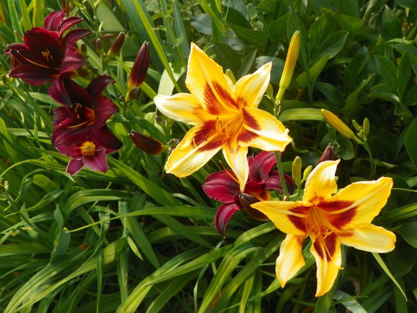 Bonanza si Starling - Hemerocallis 2017