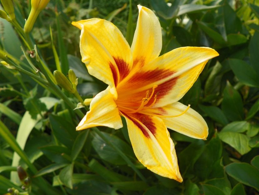 Bonanza - Hemerocallis 2017