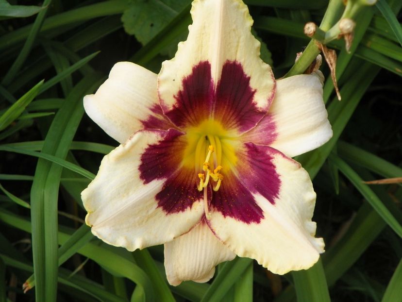 Moonlit Masquerade - Hemerocallis 2017
