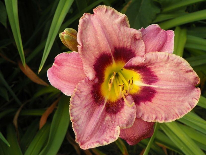 Always Afternoon - Hemerocallis 2017