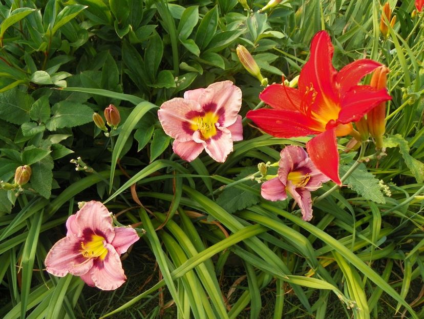 Always Afternoon si Red Magic - Hemerocallis 2017