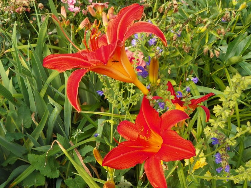 Red Magic - Hemerocallis 2017