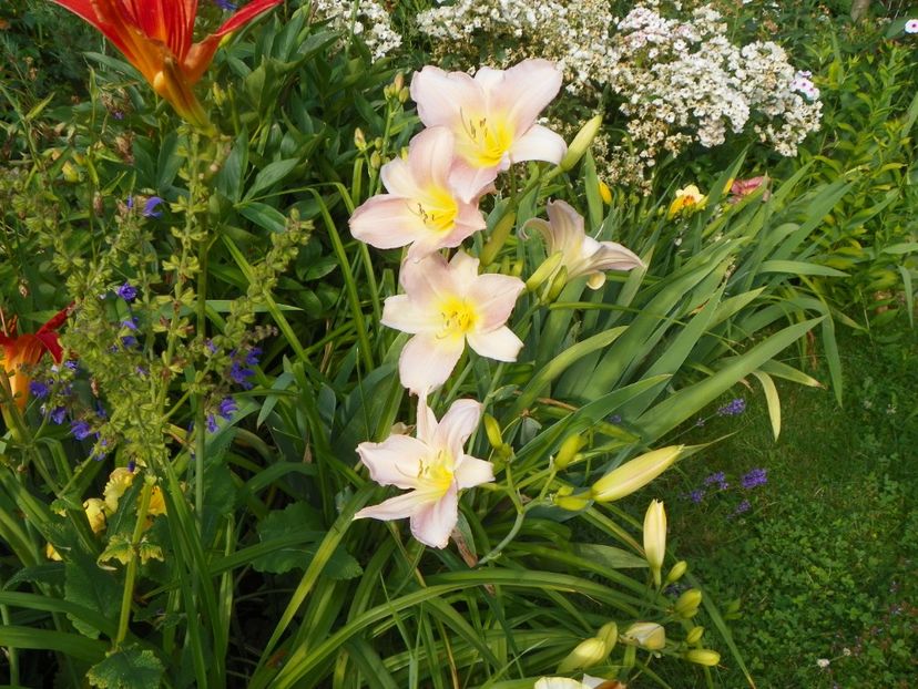 Catherine Woodbury - Hemerocallis 2017