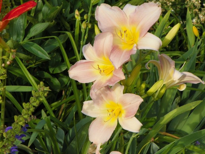 Catherine Woodbury - Hemerocallis 2017