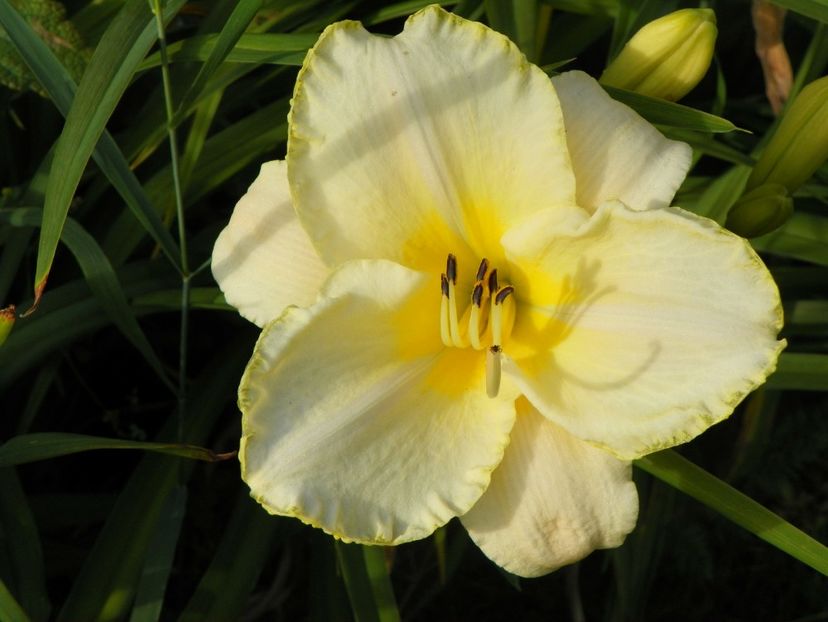 White Temptation - Hemerocallis 2017
