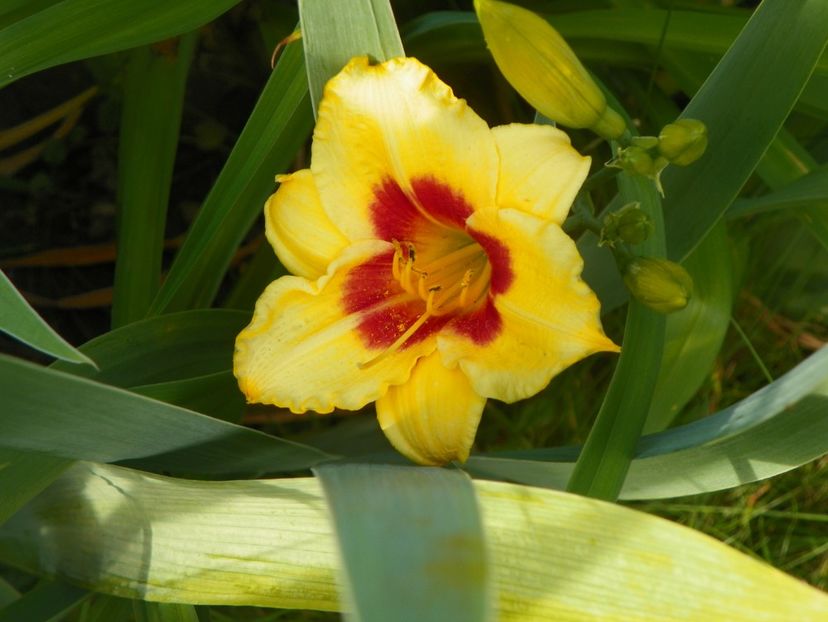 Little Cadet - Hemerocallis 2017