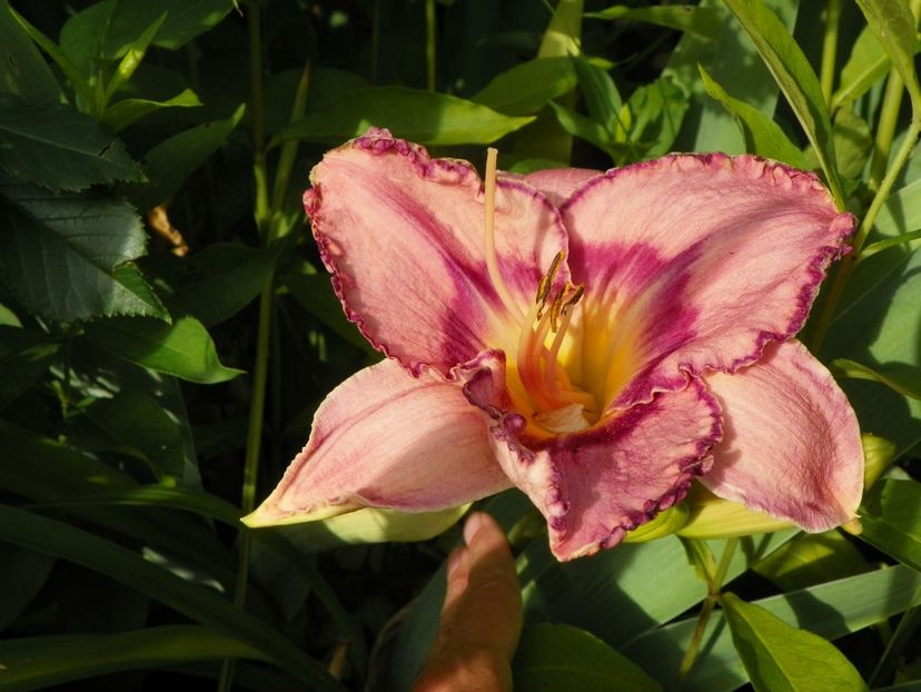 Competitive Edge - Hemerocallis 2017