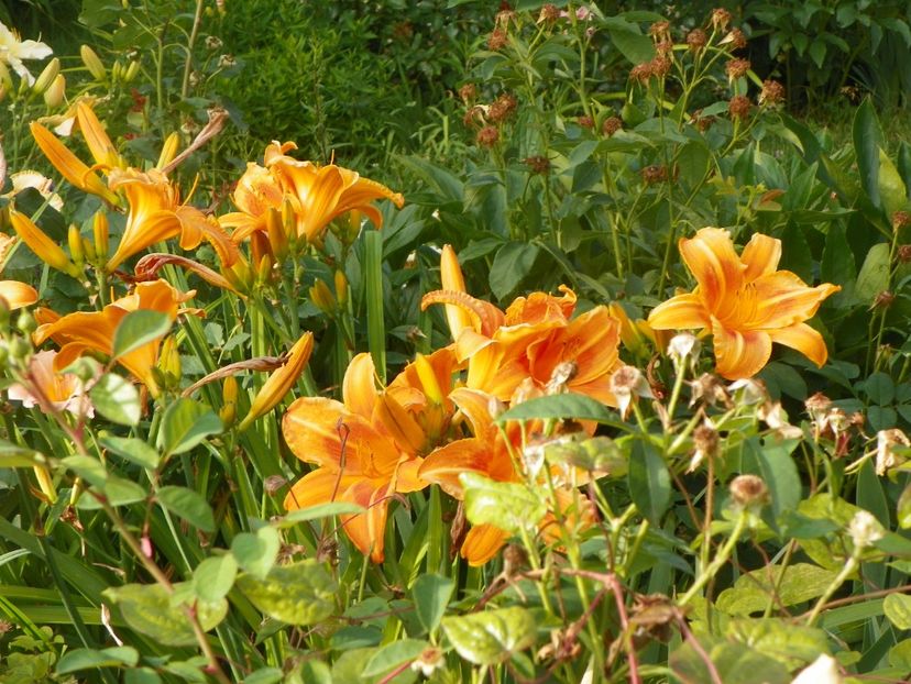 Indian Paintbrush - Hemerocallis 2017