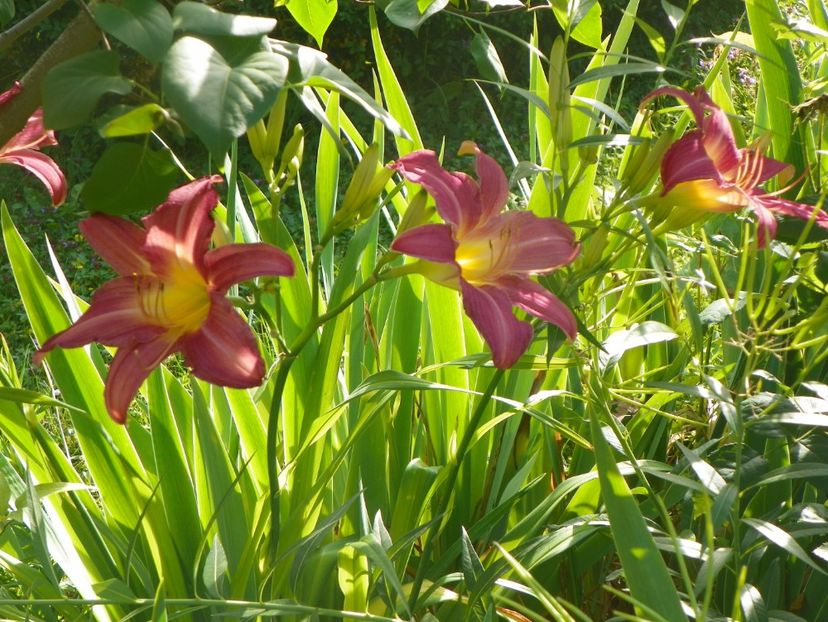 Summer Wine - Hemerocallis 2017