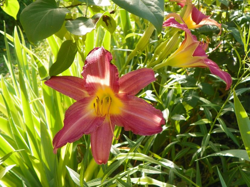 Summer Wine - Hemerocallis 2017