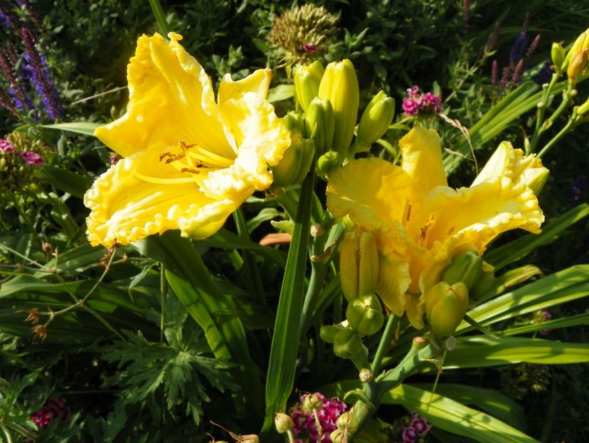 Hello Sunshine - Hemerocallis 2017