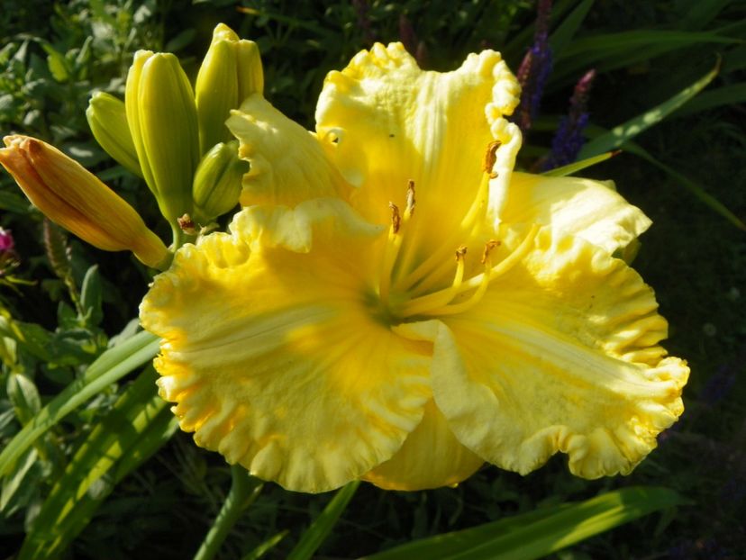 Hello Sunshine - Hemerocallis 2017