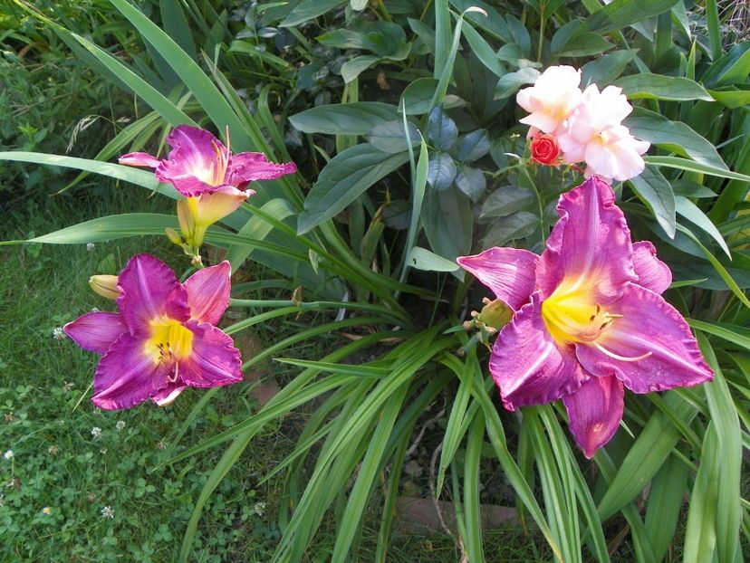 Disraeli - Hemerocallis 2017