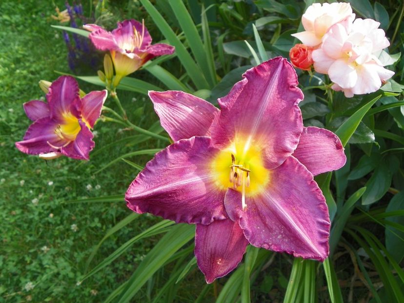 Disraeli - Hemerocallis 2017