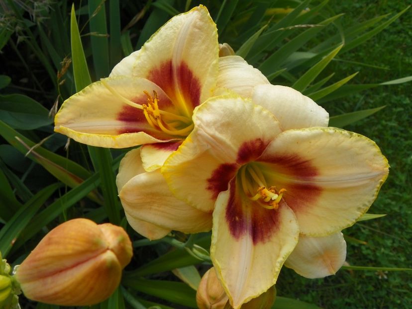 Custard Candy - Hemerocallis 2017
