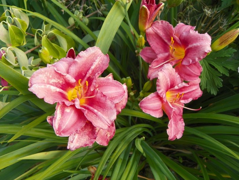 Rosy Returns - Hemerocallis 2017