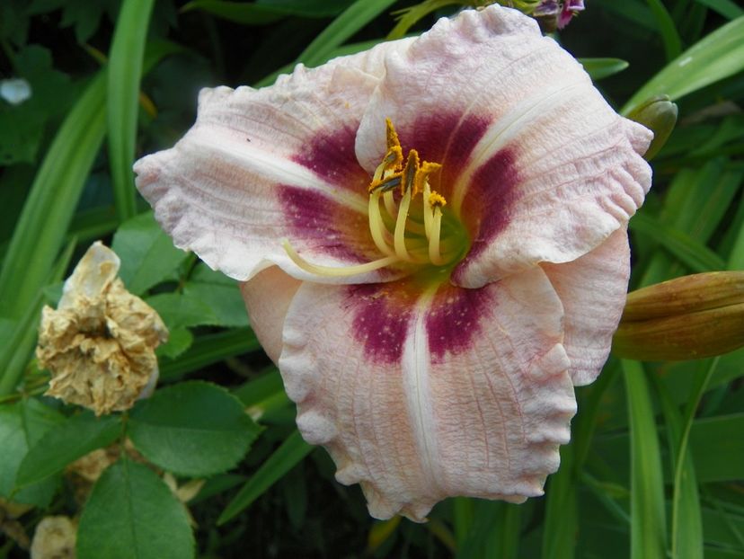 Siloam Merle Kent - Hemerocallis 2017