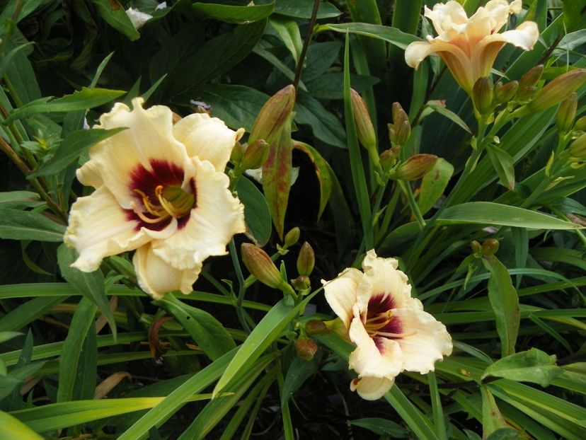 Snowy Eyes - Hemerocallis 2017