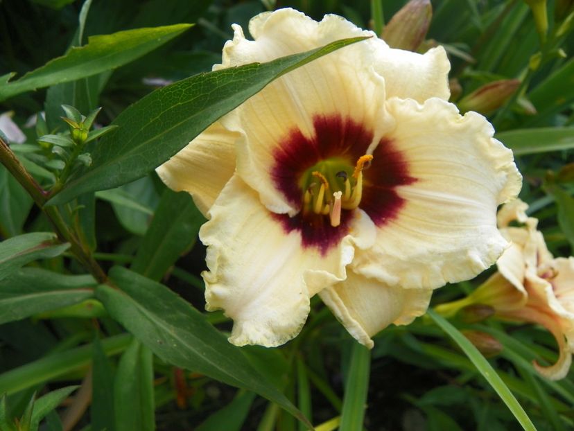 Snowy Eyes - Hemerocallis 2017