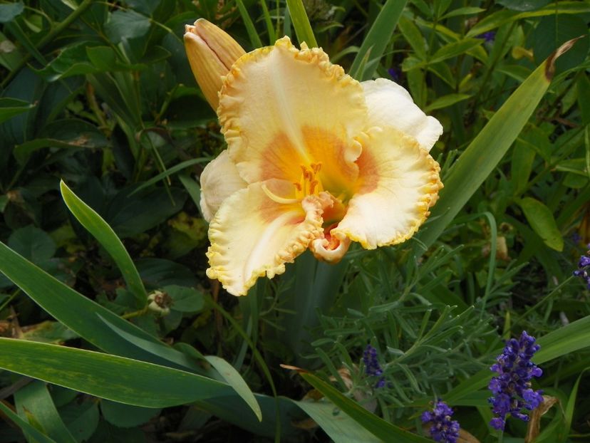 Wisest of Wizards - Hemerocallis 2017