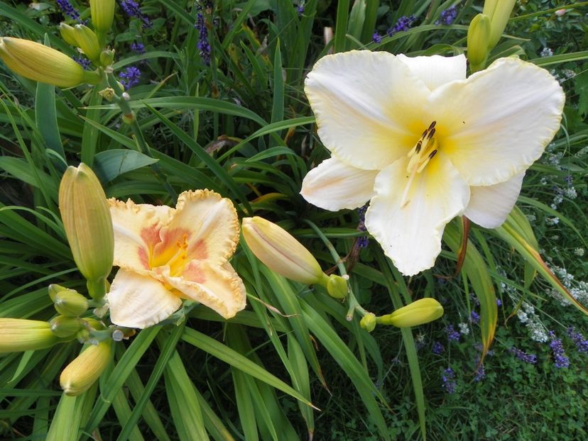 Wisest of Wizards si Arctic Snow - Hemerocallis 2017