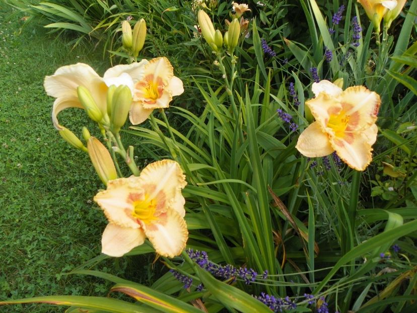 Wisest of Wizards - Hemerocallis 2017