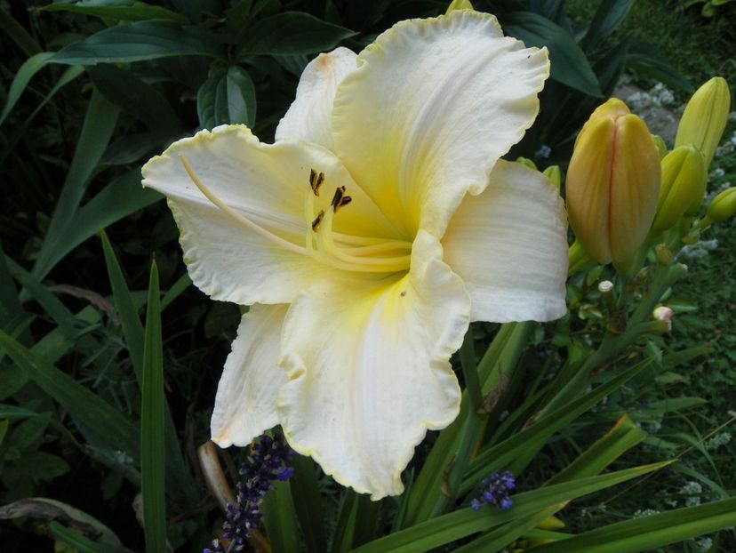 Arctic Snow - Hemerocallis 2017