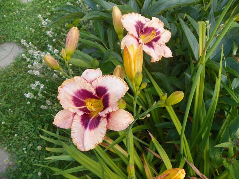 Daring Deception - Hemerocallis 2017