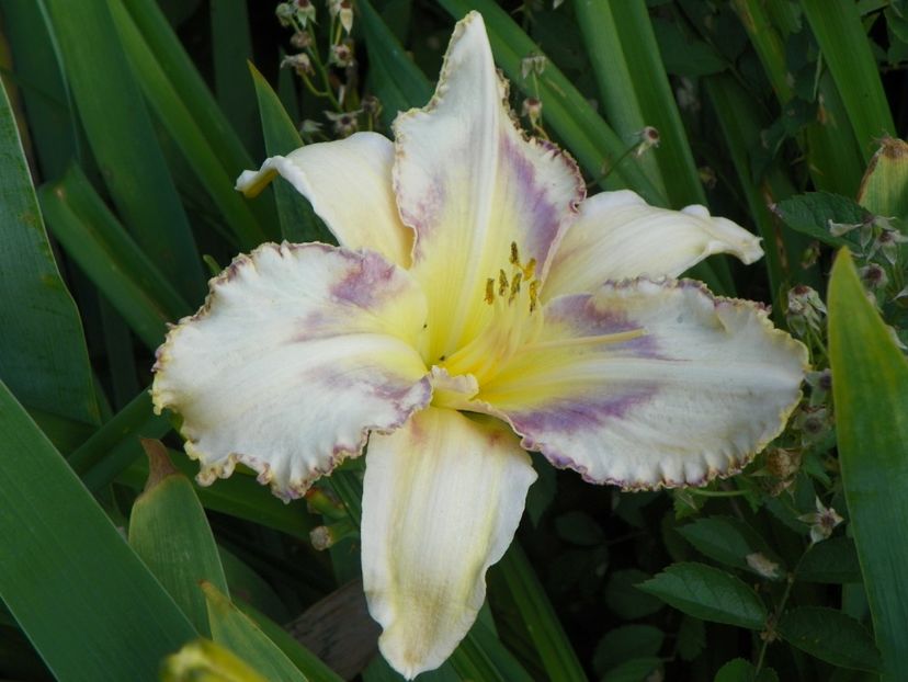 Destined to see - Hemerocallis 2017