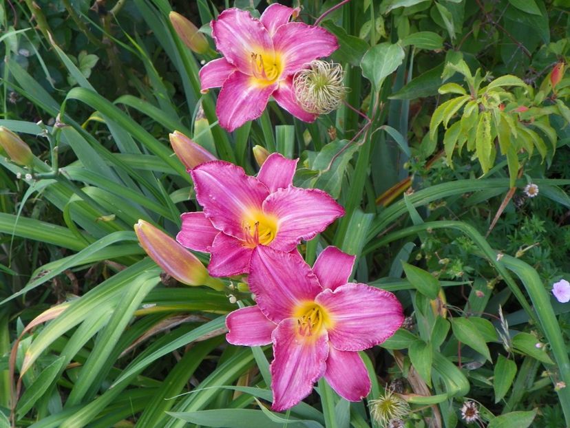Siloam Royal Prince - Hemerocallis 2017