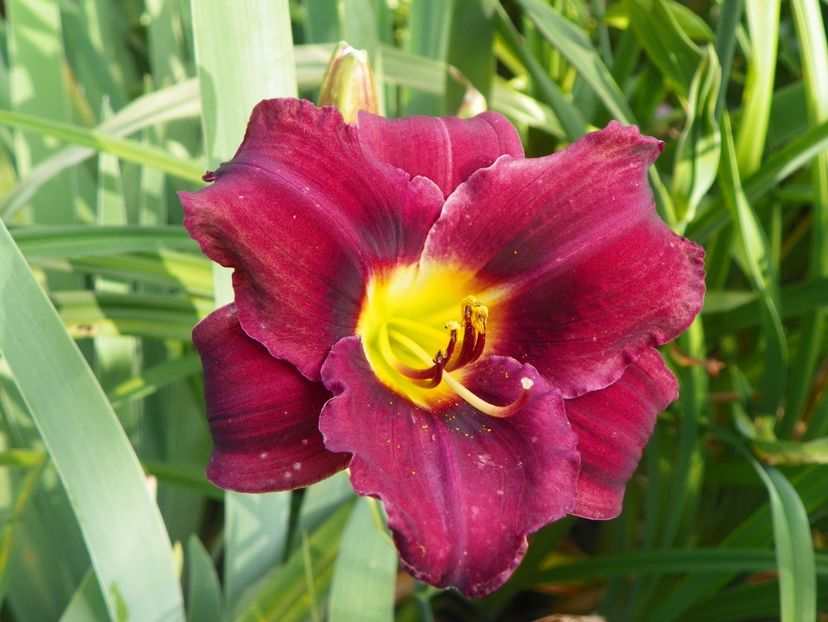 Siloam Showgirl - Hemerocallis 2017