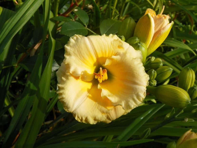 Brookwood Wow - Hemerocallis 2017