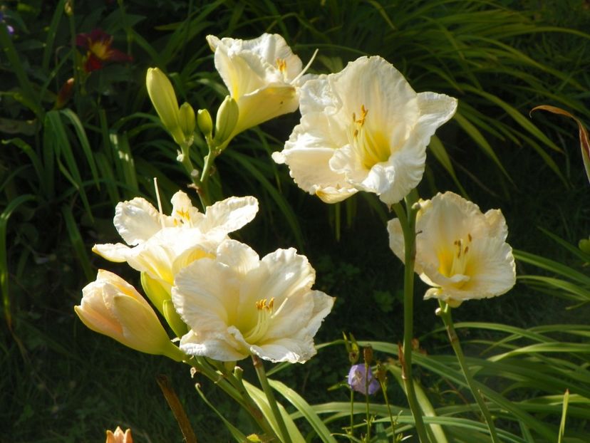 White Crinoline - Hemerocallis 2017