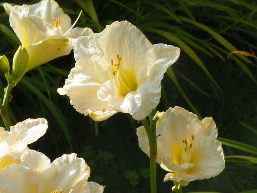 White Crinoline - Hemerocallis 2017