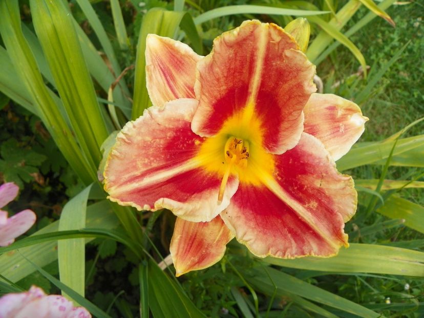 Fire and Fog - Hemerocallis 2017