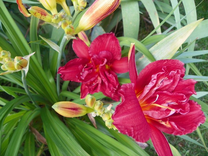 Double Firecracker - Hemerocallis 2017
