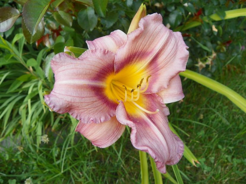 Little Fellow - Hemerocallis 2017