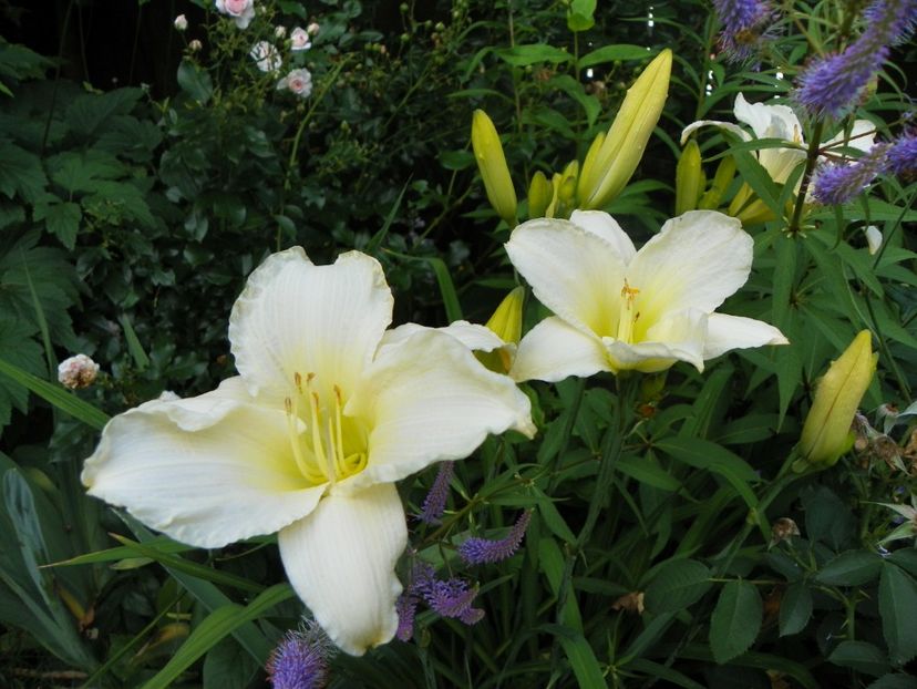 Heidi Edelweiss - Hemerocallis 2017