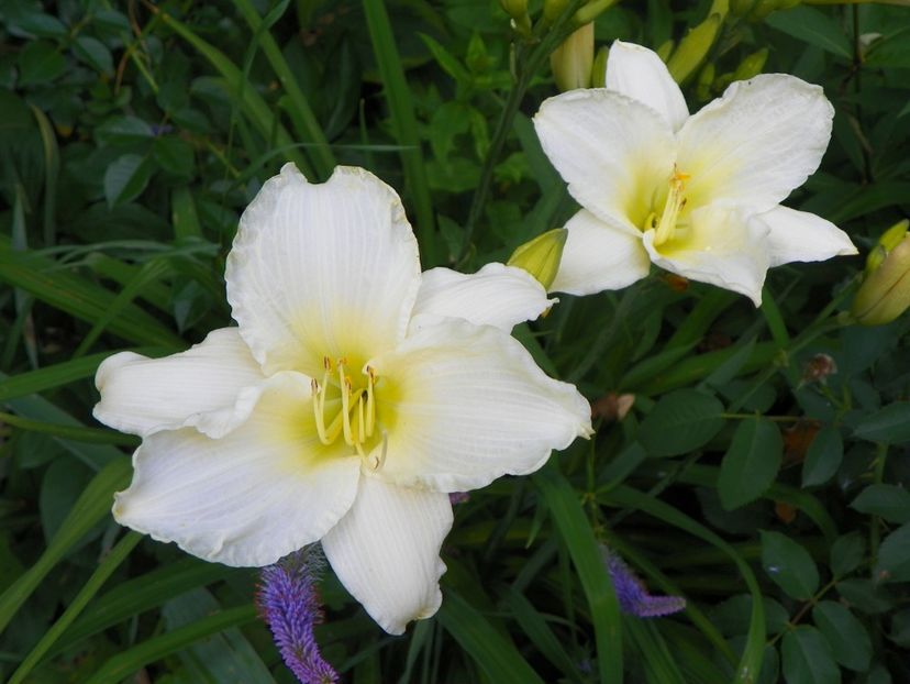 Heidi Edelweiss - Hemerocallis 2017