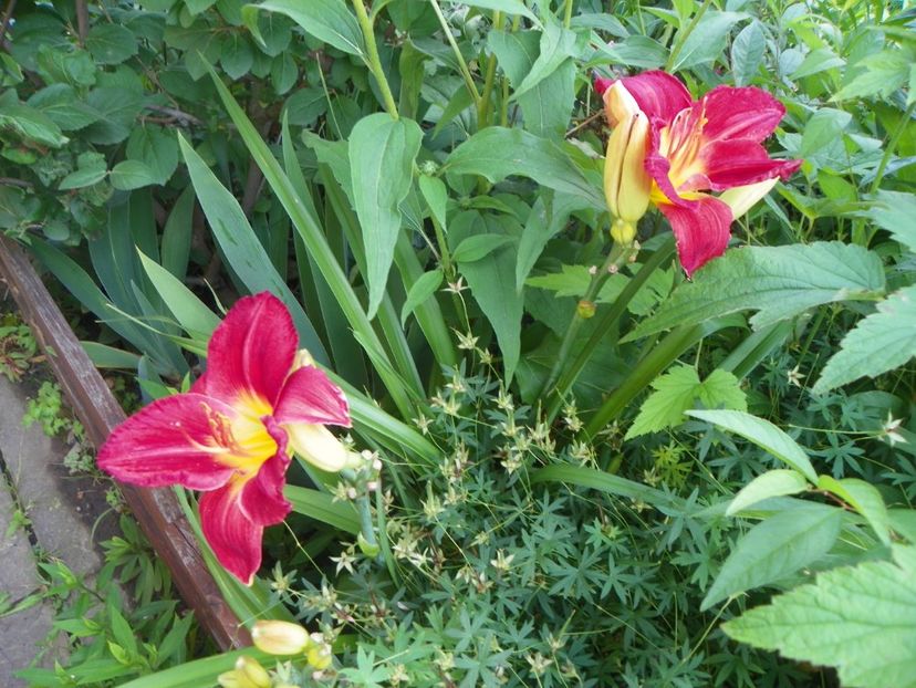 Scarlet Orbit - Hemerocallis 2017