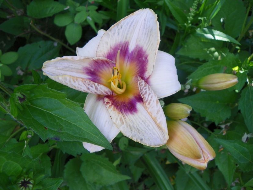 Raspberry Candy - Hemerocallis 2017