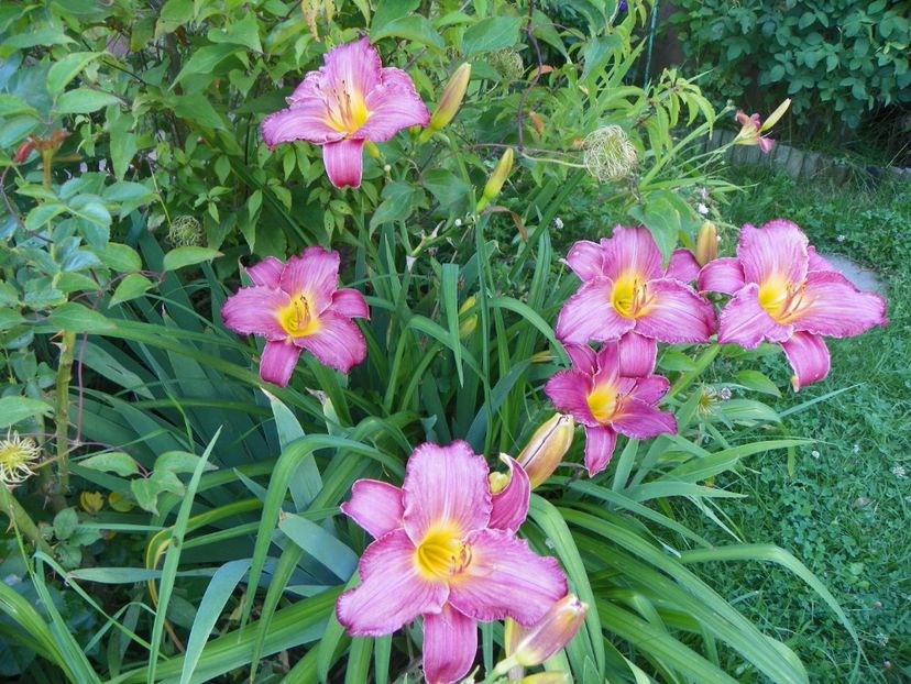 Siloam Royal Prince - Hemerocallis 2017