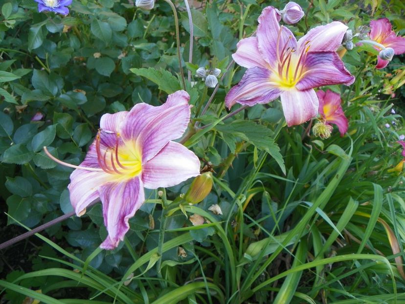 Blue Eyes - Hemerocallis 2017